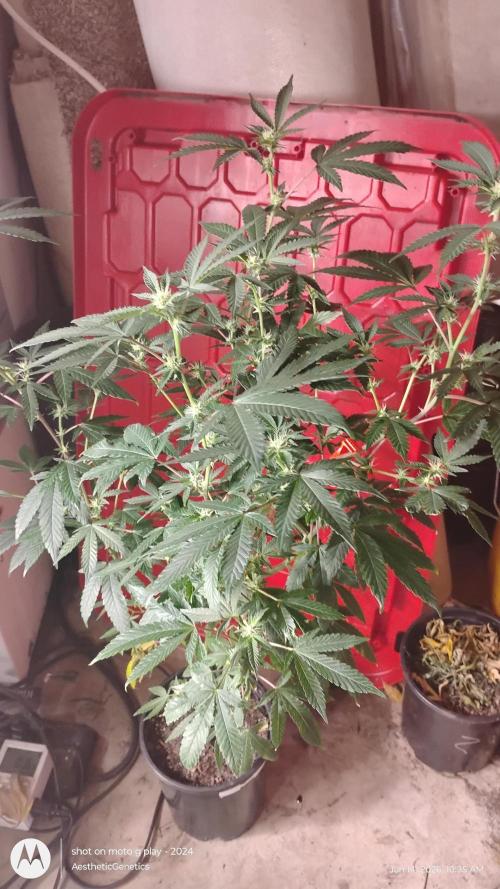 Spritzer Cannarado. Week 7