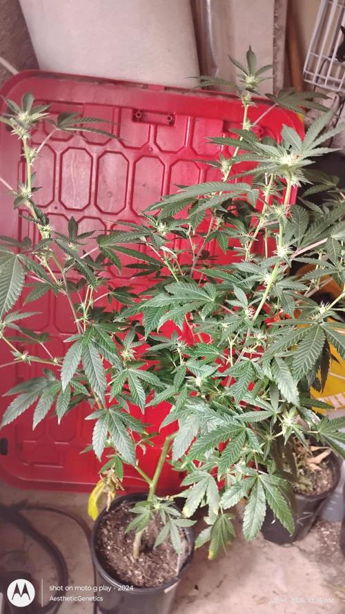 Spritzer Cannarado. Week 7