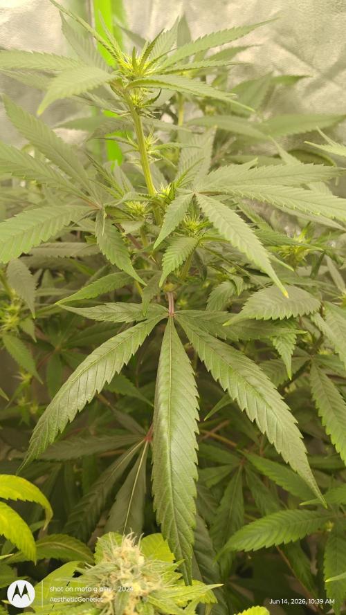 Maui True Blood. Week 5