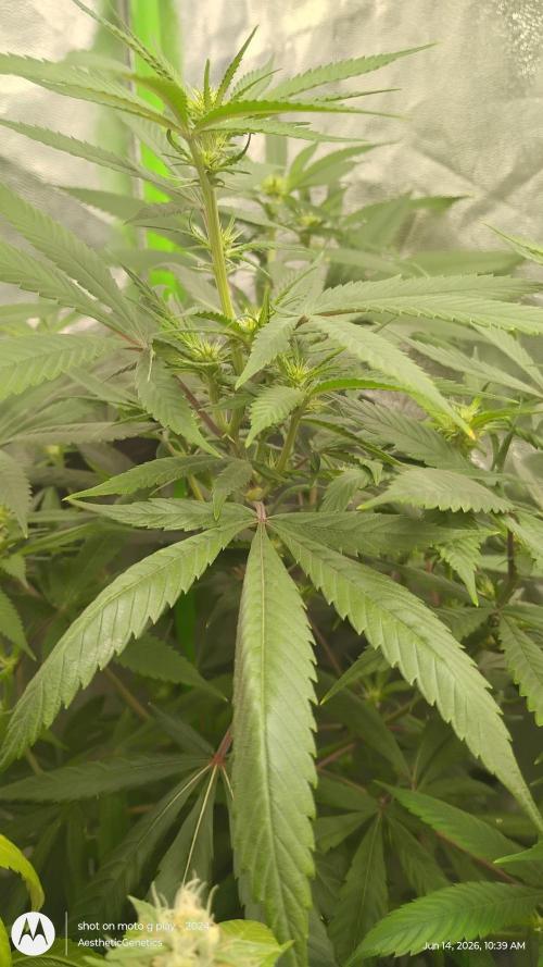 Maui True Blood. Week 5