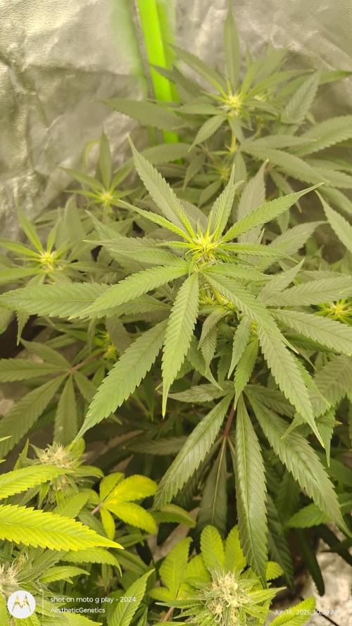 Maui True Blood. Week 5