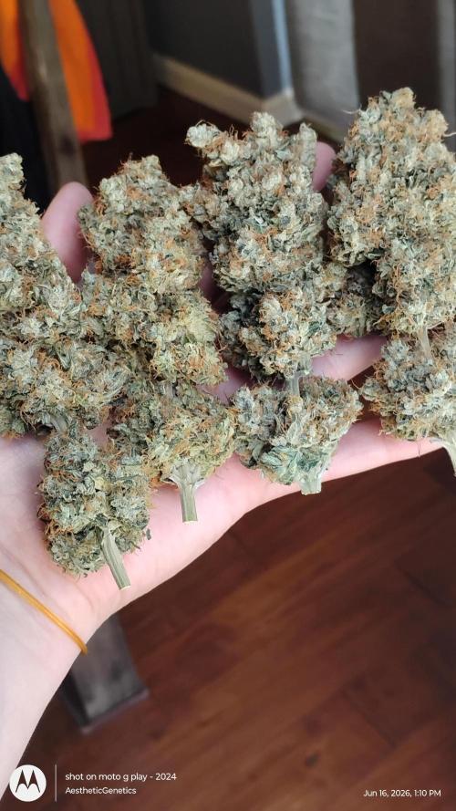 Super Sour Double Diesel Seed Hunt. Week 15
