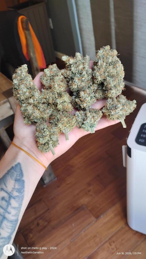 Super Sour Double Diesel Seed Hunt. Week 15