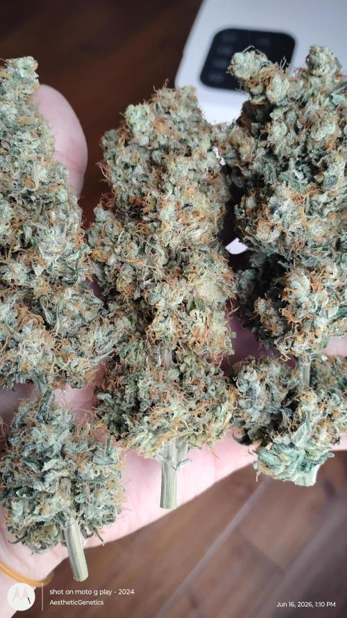 Super Sour Double Diesel Seed Hunt. Week 15