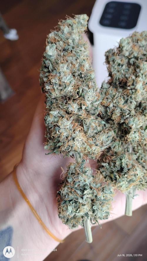 Super Sour Double Diesel Seed Hunt. Week 15