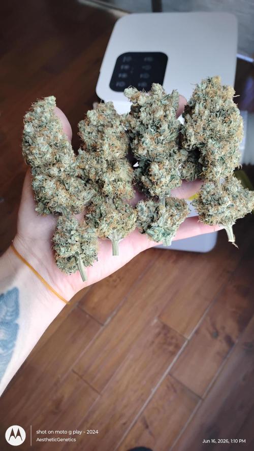 Super Sour Double Diesel Seed Hunt. Week 15