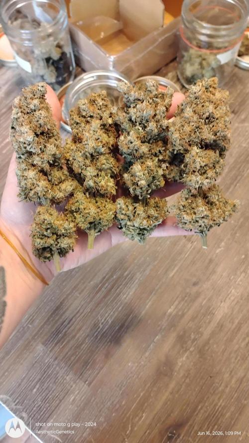 Super Sour Double Diesel Seed Hunt. Week 15