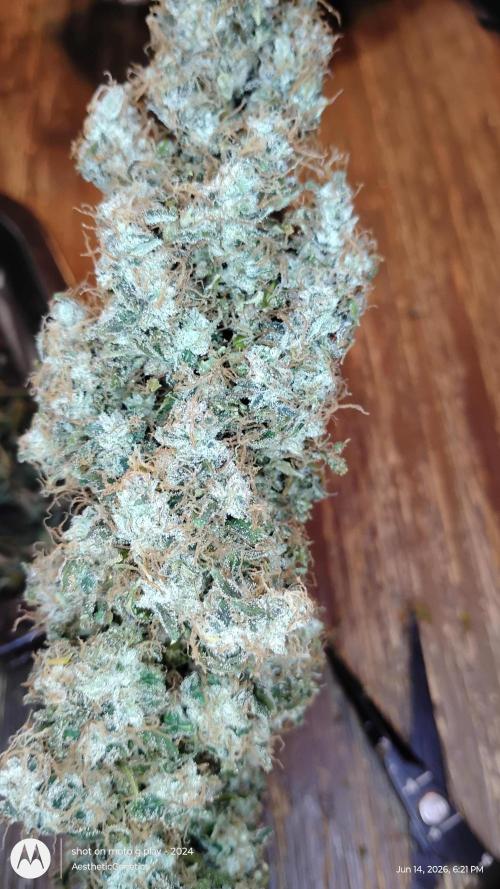 Super Sour Double Diesel Seed Hunt. Week 15