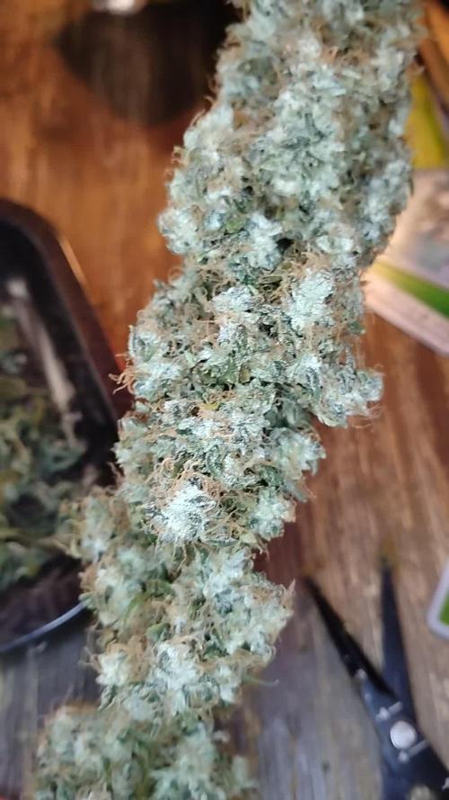 Super Sour Double Diesel Seed Hunt