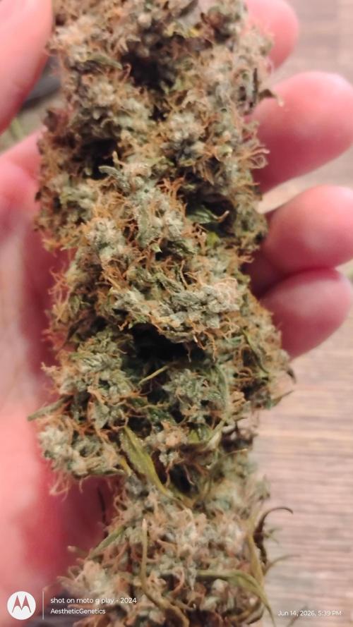 Super Sour Double Diesel Seed Hunt. Week 15
