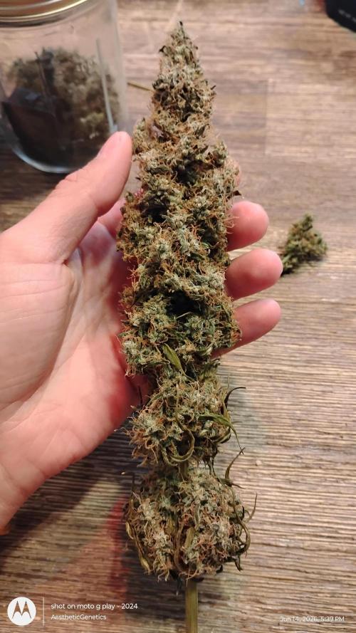 Super Sour Double Diesel Seed Hunt. Week 15