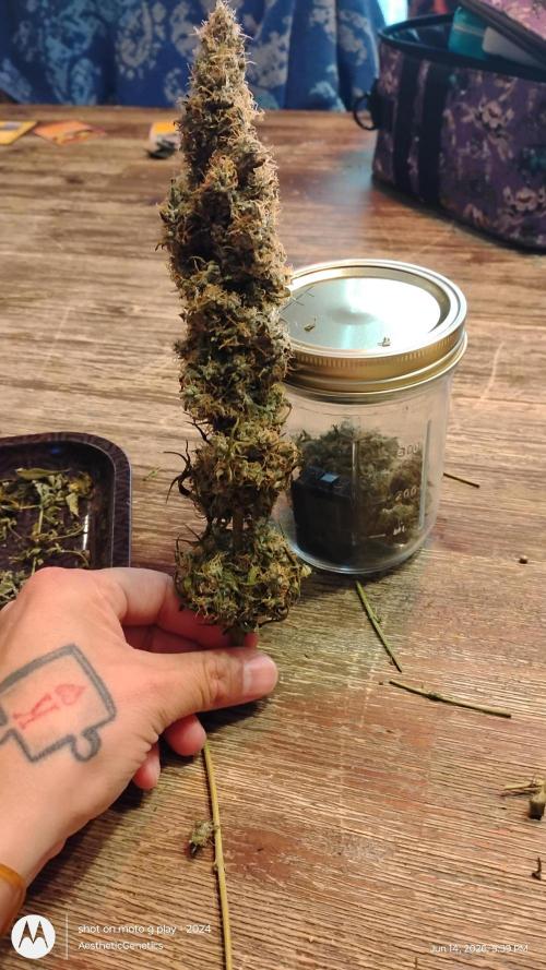 Super Sour Double Diesel Seed Hunt. Week 15