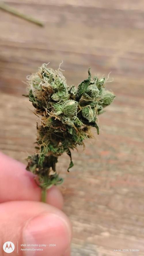 Super Sour Double Diesel . Week 15