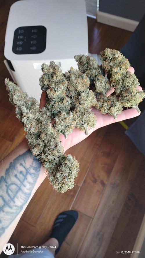 Super Sour Double Diesel Seed Hunt. Week 15