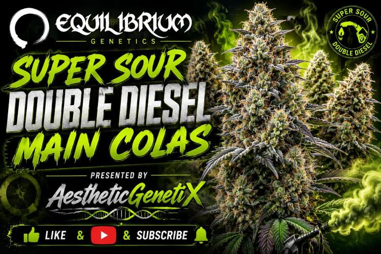 Super Sour Double Diesel . Week 15