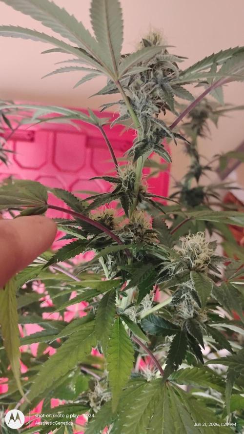 Legit SuperBoof Strain of The Year. Week 8