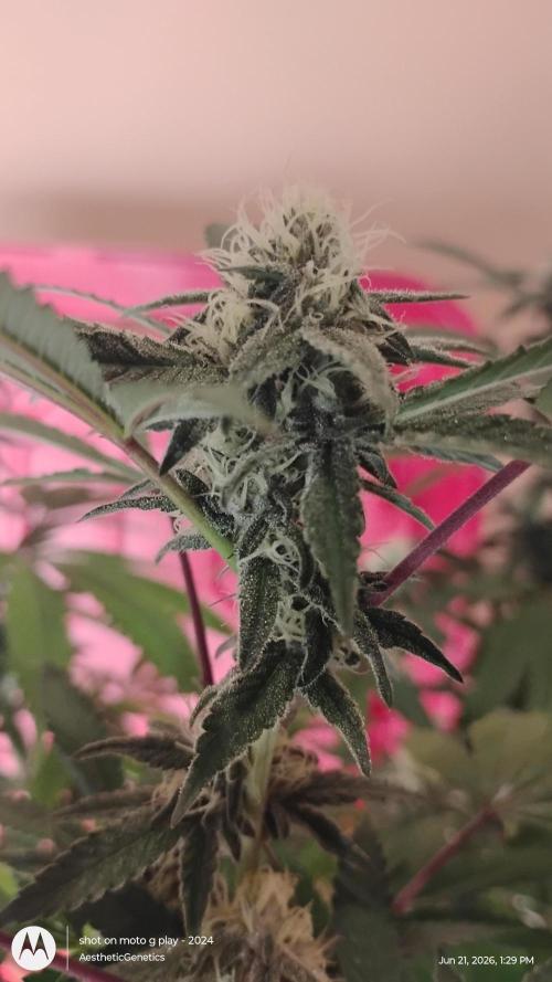 Legit SuperBoof Strain of The Year. Week 8