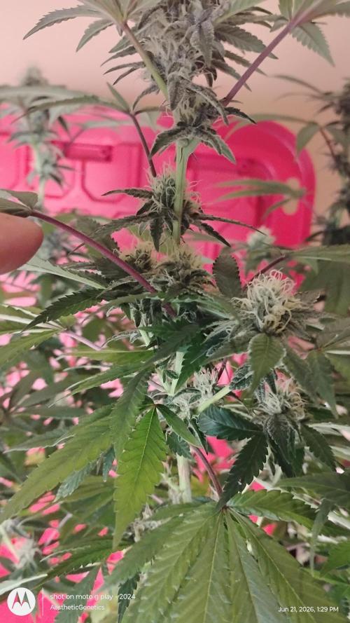 Legit SuperBoof Strain of The Year. Week 8