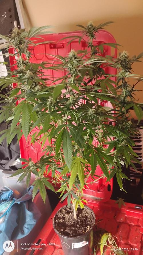 Legit SuperBoof Strain of The Year. Week 8