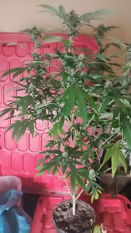 Legit SuperBoof Strain of The Year
