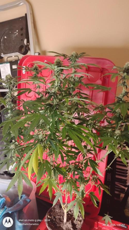 Legit SuperBoof Strain of The Year. Week 8