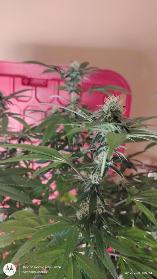 Legit SuperBoof Strain of The Year. Week 8