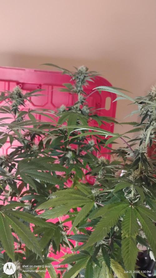 SUPERBOOF . Week 8