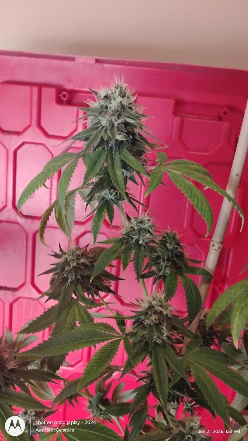 Real Deal Sour D ( notsodog cut). Week 11