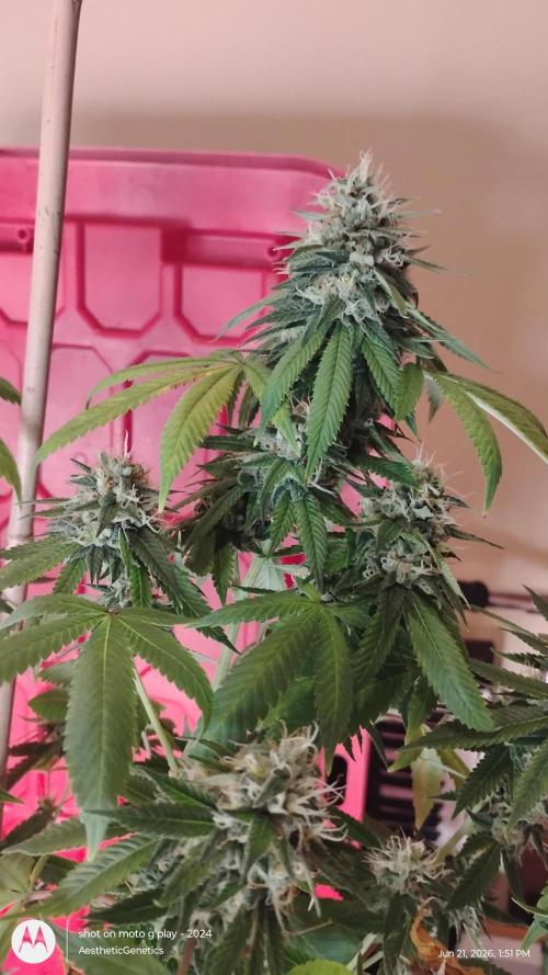 Real Deal Sour D ( notsodog cut). Week 11