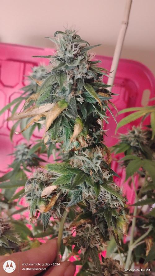 Real Deal Sour D ( notsodog cut). Week 11