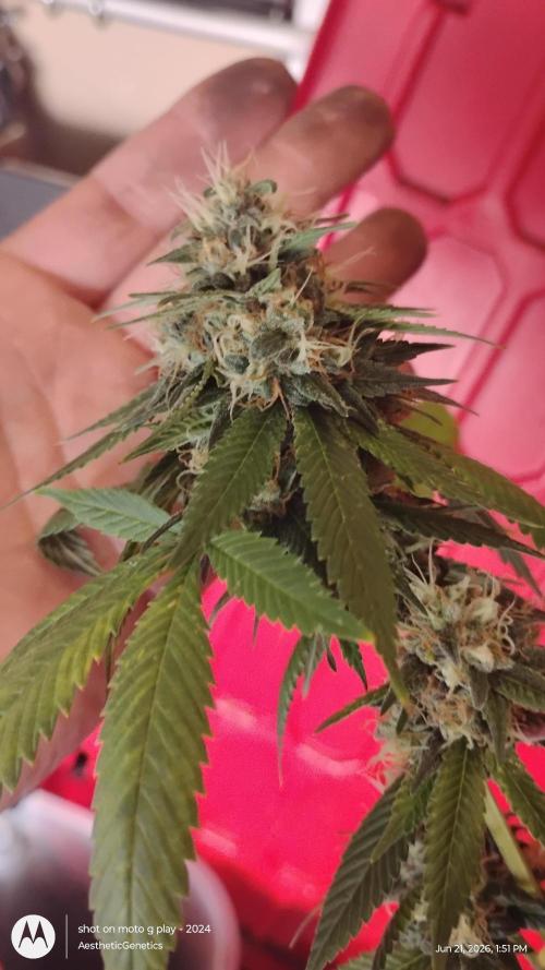 Real Deal Sour D ( notsodog cut). Week 11