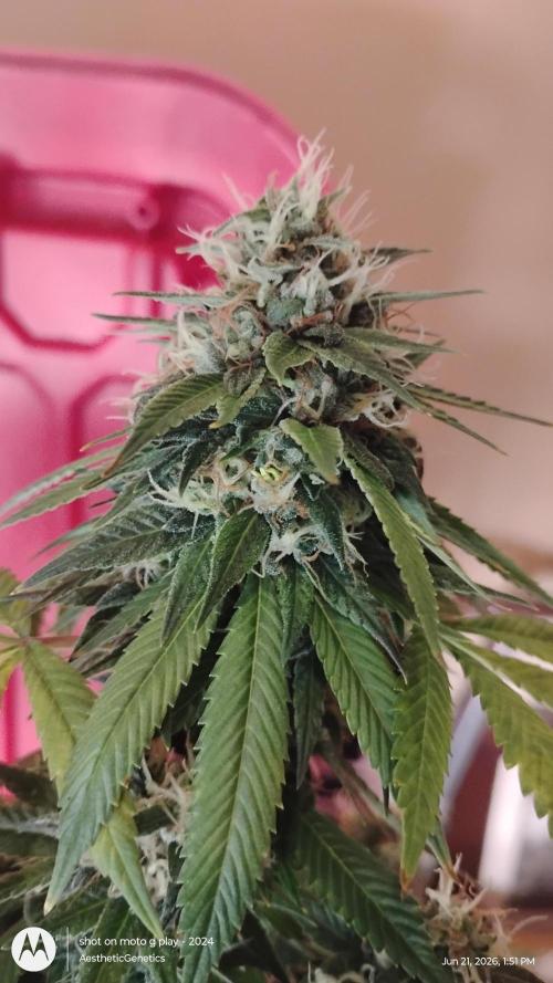 Real Deal Sour D ( notsodog cut). Week 11