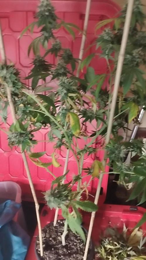 Real Deal Sour D ( notsodog cut)