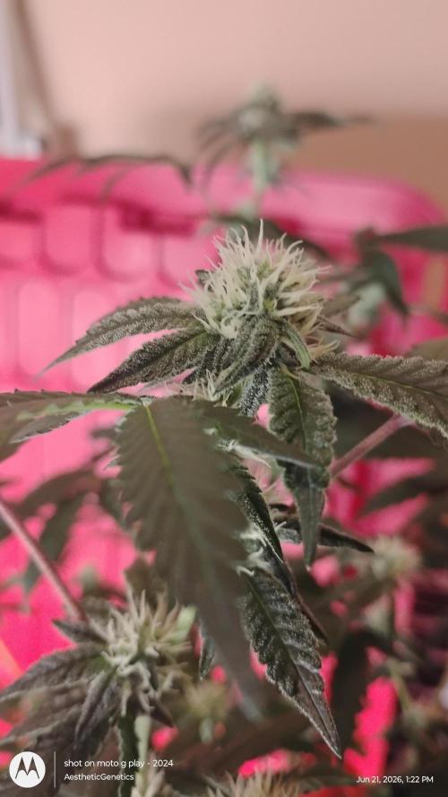 Spritzer Cannarado. Week 8