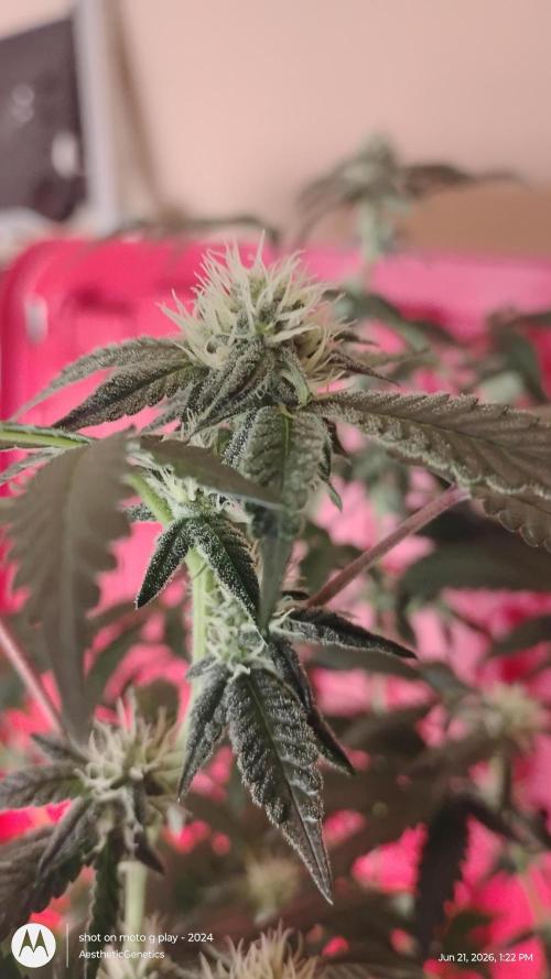 Spritzer Cannarado. Week 8