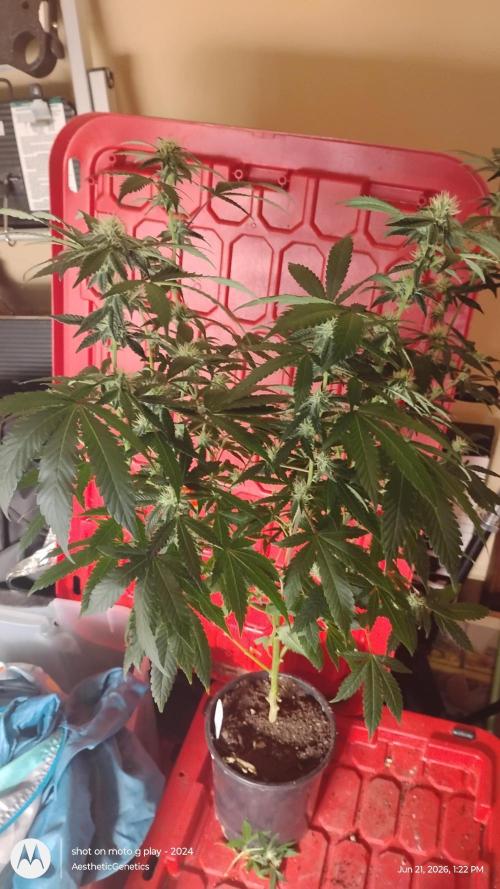 Spritzer Cannarado. Week 8