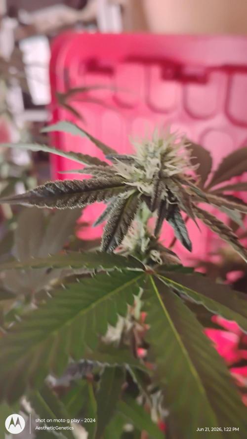 Spritzer Cannarado. Week 8