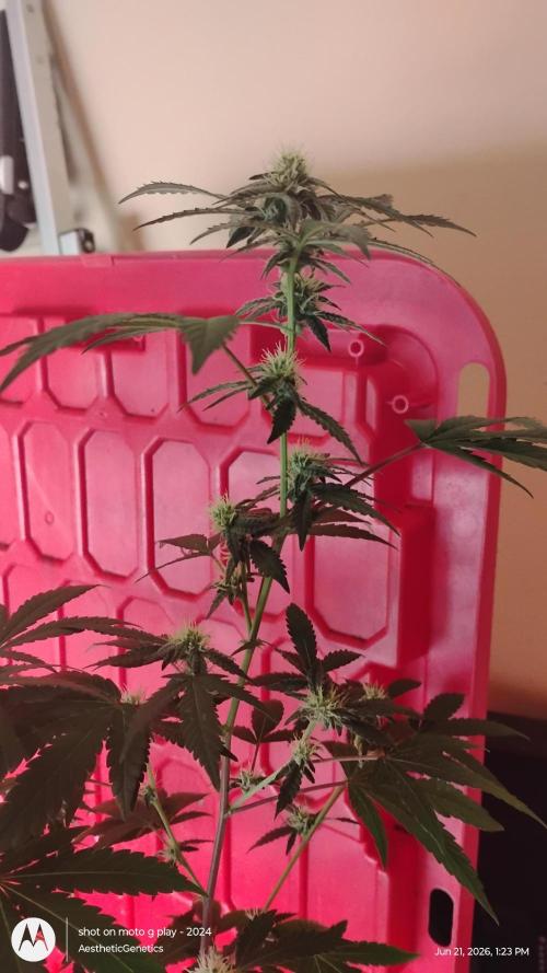 Spritzer Cannarado. Week 8