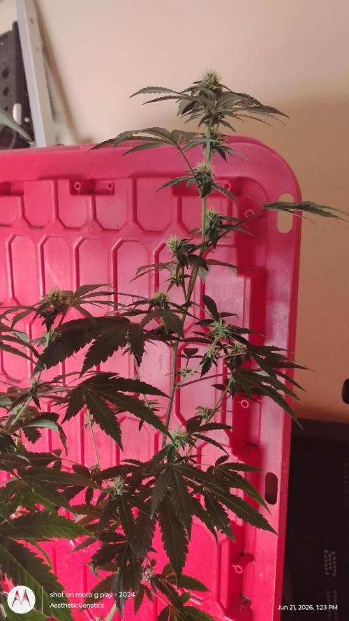 Spritzer Cannarado. Week 8