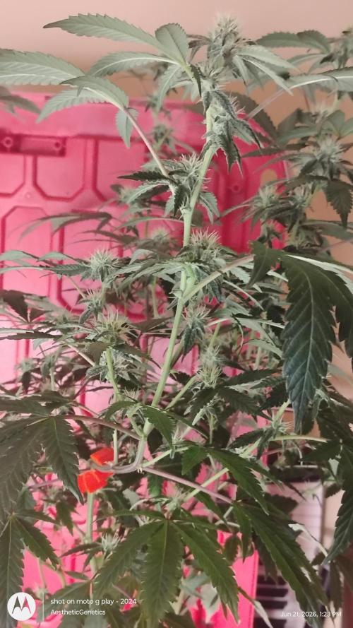 Spritzer Cannarado. Week 8