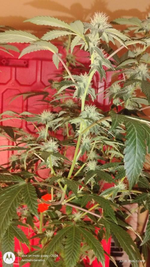 Spritzer Cannarado. Week 8