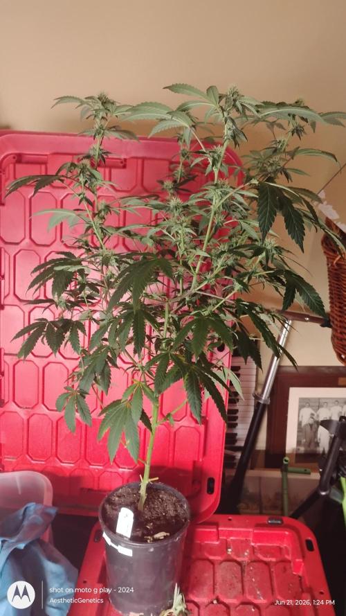 Spritzer Cannarado. Week 8