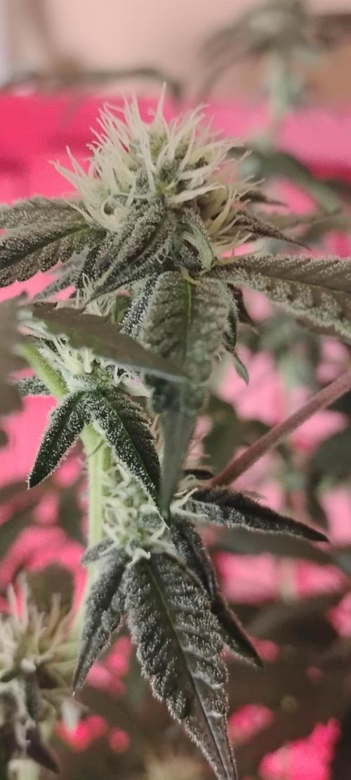 Spritzer. Week 8