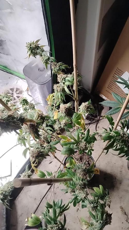 Real Deal OG Kush (PDX cut)