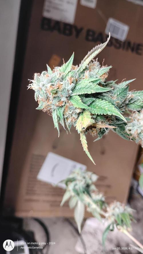 Real Deal OG Kush (PDX cut). Week 12