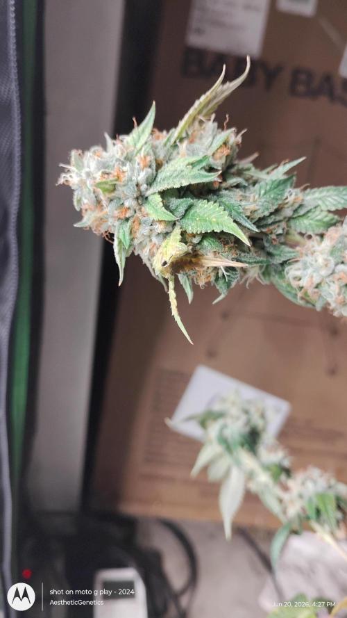 Real Deal OG Kush (PDX cut). Week 12