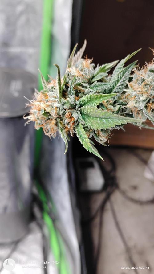 Real Deal OG Kush (PDX cut). Week 12
