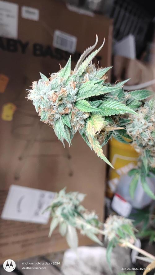 Real Deal OG Kush (PDX cut). Week 12