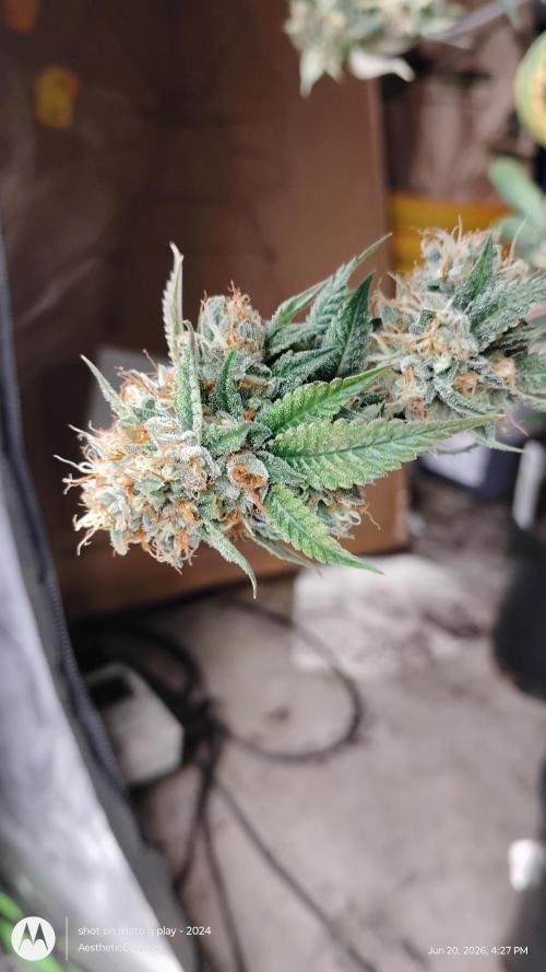 Real Deal OG Kush (PDX cut). Week 12