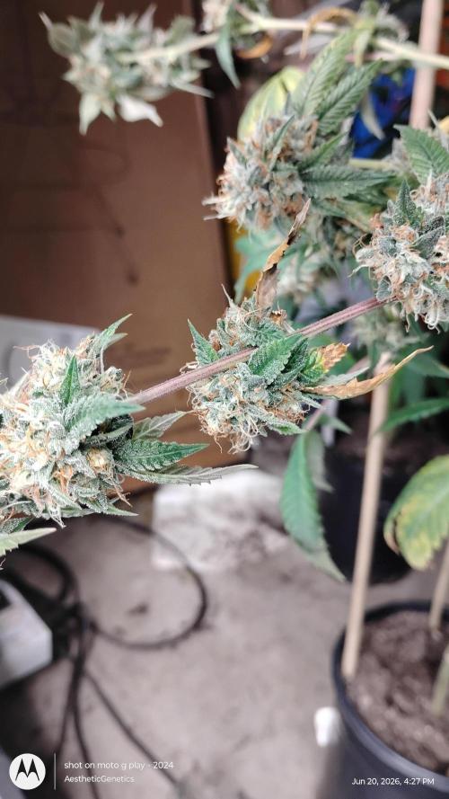 Real Deal OG Kush (PDX cut). Week 12
